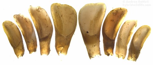 Una delle abitudini più comuni delle volpi consiste nel staccare pezzi di grossi animali morti per consumarli altrove o per portarle ai propri cuccioli, qui i denti incisivi completi di una mandibola di capriolo - Stereoscope Leica EZ4D, LAS EZ 3.0