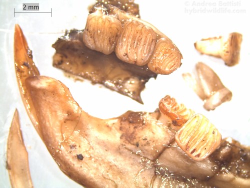 Resti alimentari, ghiro (Glis glis), mandibola con denti - Stereoscope Leica EZ4D, LAS EZ 3.0