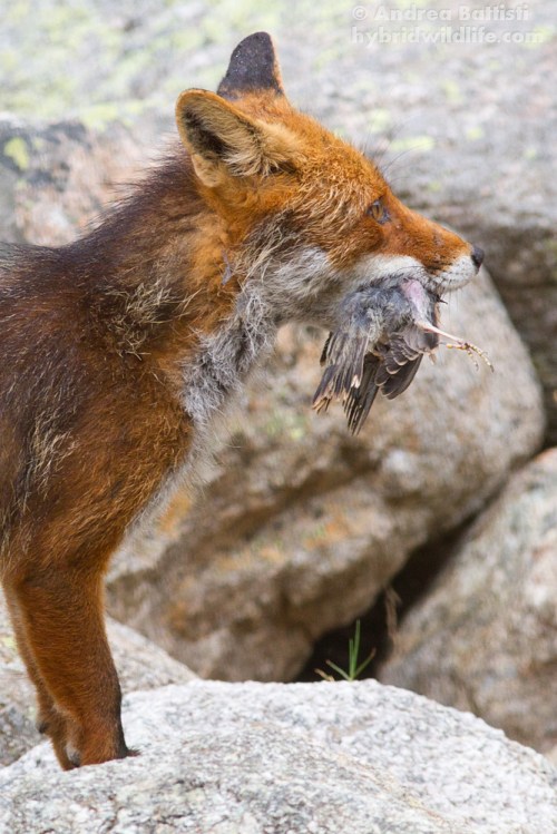 Complice un temporale, questa volpe ha predato quello che sembra essere un giovane merlo, Corsica - Canon 7D, 300mm f4.0L (f8.0, 1/250, 1250iso)