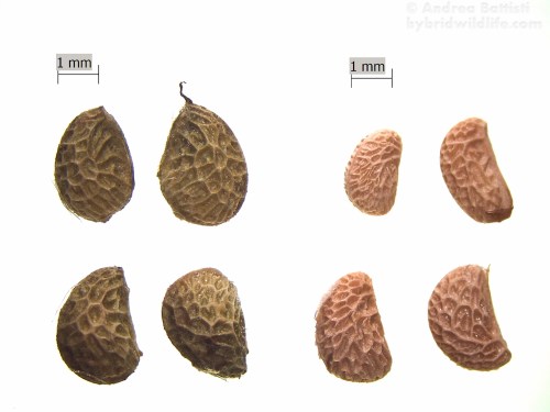 Semi di mora (sx) e lampone (dx) rinvenuti nelle feci - Stereoscope Leica EZ4D, LAS EZ 3.0