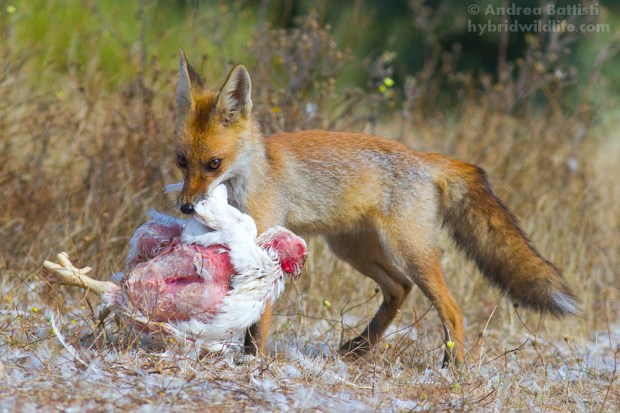 Un classico, predazione di volpe su gallina, Spagna - Canon 7D, 300mm f4.0L (f5.6, 1/1000, 1250iso)